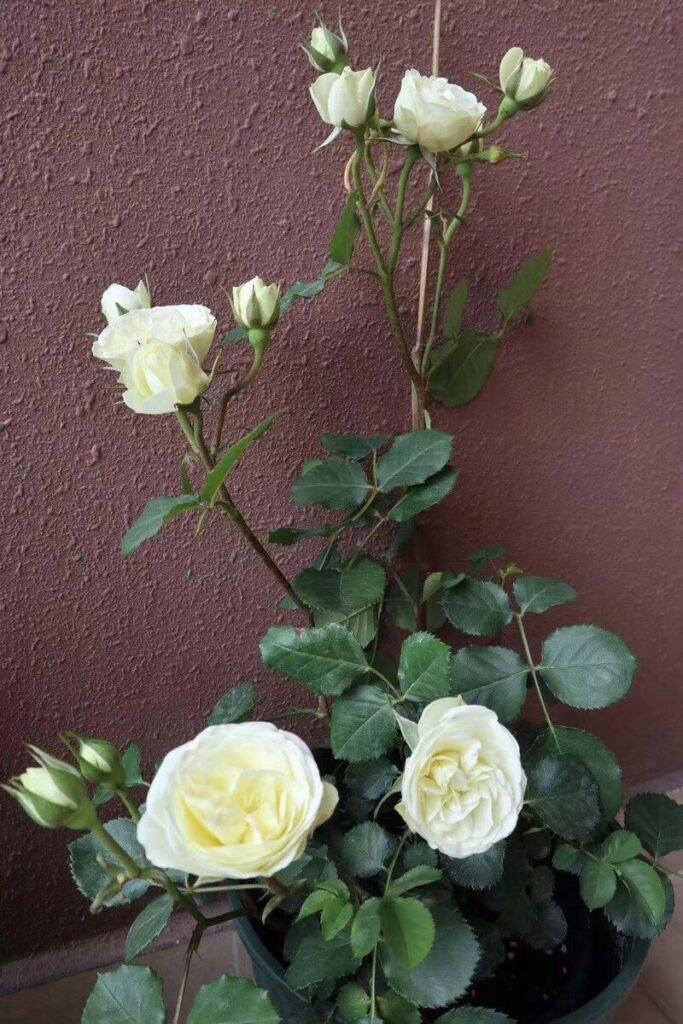 Plant Champagne Rose Flower